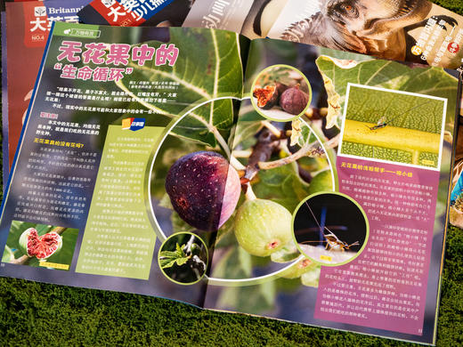 独家授权引进《大英百科少儿探索》2026年1-12月刊全年订阅，共12期，300年权威品牌，中科院专家审校|100+诺奖得主、4300+学术专家执笔，让孩子站在巨人的肩膀上看世界 《大英百科少儿探索》 商品图6