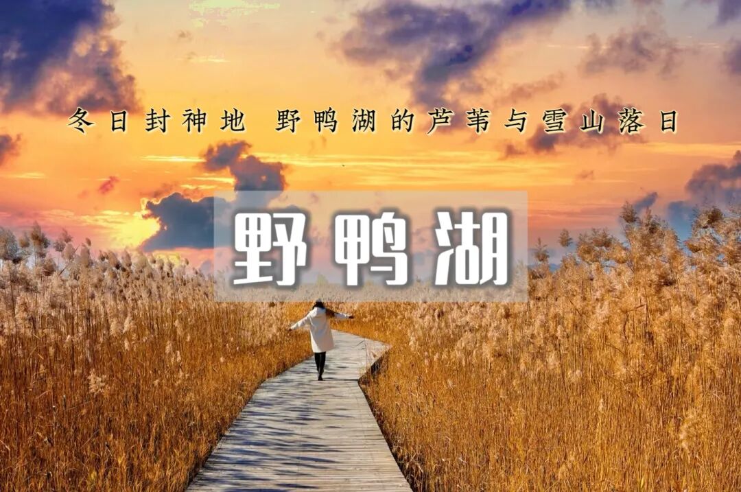 中午出发｜野鸭湖｜橘子日落-网红打卡拍芦苇漫天の闯入金色芦苇荡的冬日童话