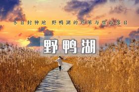 中午出发｜野鸭湖｜橘子日落-网红打卡拍芦苇漫天の闯入金色芦苇荡的冬日童话