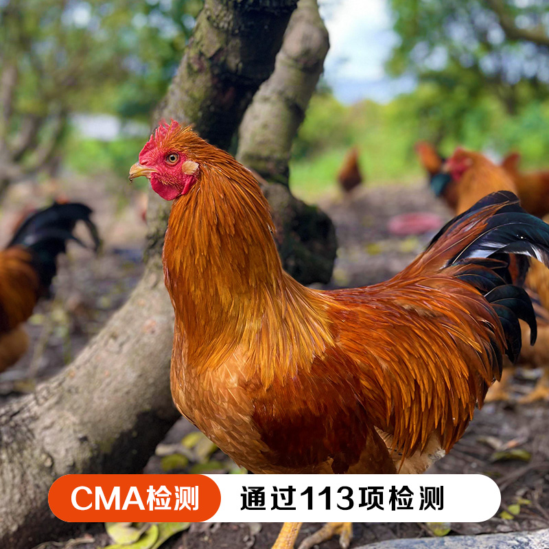 【生态放养】伙计有®土鸡十八 大扇鸡阉鸡4.5-4.8斤