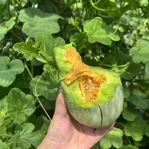山东羊角蜜甜瓜，瓜肉酥脆爽口，咬下满嘴清甜，蜜香浓郁爆汁！ 商品图2