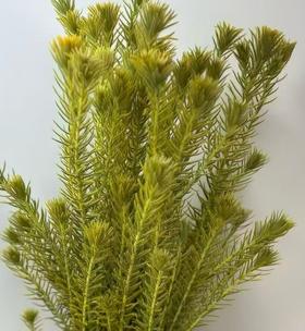 配花 | 染色金鹅绒黄