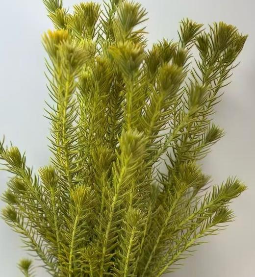 配花 | 染色金鹅绒黄 商品图0