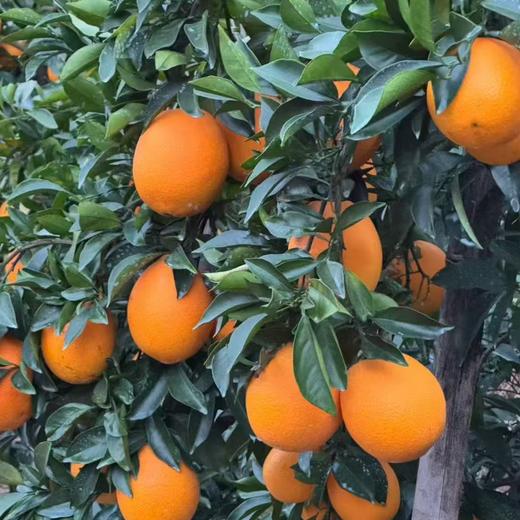 正宗赣南脐橙新鲜现摘现发当季水果 商品图2