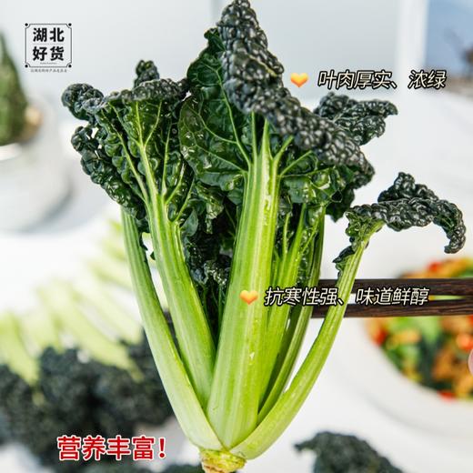 随州泡泡青【又叫皱叶黑白菜，这颗藏匿于荆楚大地之上的绿色瑰宝🌟】 商品图1