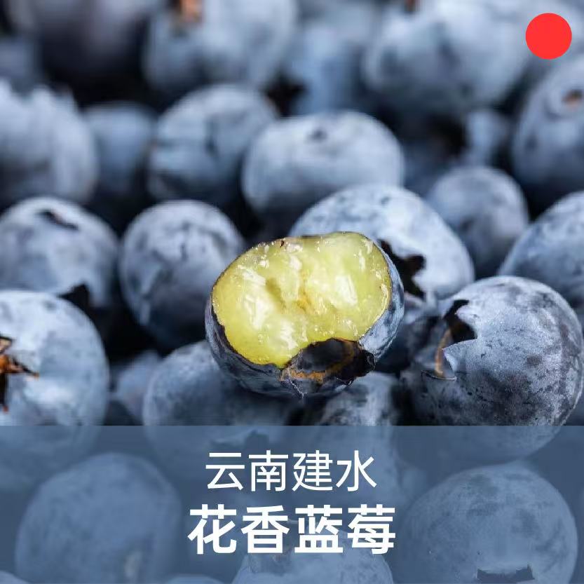 【今年最后一团】森即云南花香蓝莓 | 果肉紧实饱满、入口爆汁、富含花青素、酸甜适口、多种规格选择