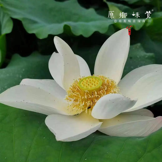 生态纯藕粉（成都仓库-顺丰快递）|250g/罐，来自四川简阳，生产者：范华侨、张勇【合作生产，公平贸易】 商品图8