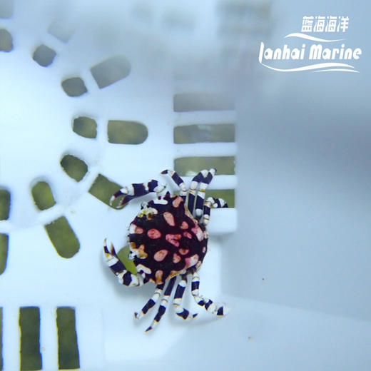 小丑蟹 商品图1