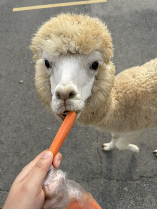 孤品 特价 商品图0