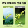 杞里香 莓茶30g*2盒装 龙须嫩芽尖小叶养生茶 商品缩略图2