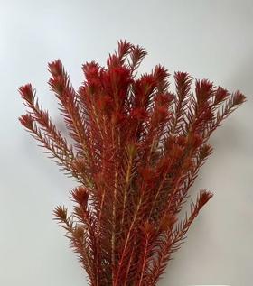 配花 | 染色金鹅绒红