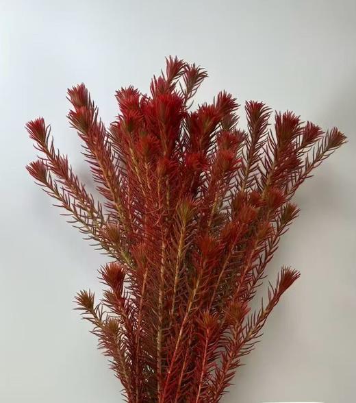 配花 | 染色金鹅绒红 商品图0