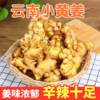 【拓高】云南新鲜小黄姜 肉质紧实饱满、姜丝细腻、味浓辛辣 商品缩略图0