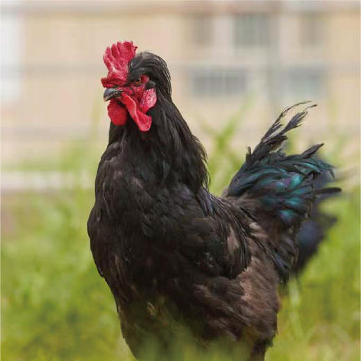 【新品热卖】新疆且末红枣小宛鸡；千年传承，林间放养，营养丰富；第二只88折！+两只装升级礼盒发货！！！3.5-4斤/只；【顺丰包邮】 商品图3