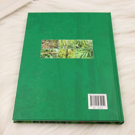 云南乌蒙山国家级自然保护区竹类植物 &3405 商品图6