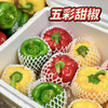 山东寿光五彩椒新鲜直达，脆甜多汁，红黄绿三色入菜点亮餐桌！ 商品缩略图0