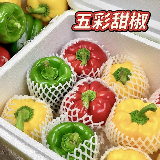 山东寿光五彩椒新鲜直达，脆甜多汁，红黄绿三色入菜点亮餐桌！ 商品图0