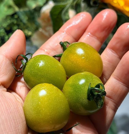 【纯甜翡绿降价啦！】晴甜圣女果 坚持藤上自然熟！拒绝催红，拒绝早摘！ 糖度高达10°+，甜得纯粹！让每一颗都吸饱阳光，攒足糖分！看着绿，吃着不酸，口感好好！ 商品图0