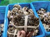 南大农人自养 正宗阳澄湖螃蟹 商品缩略图4