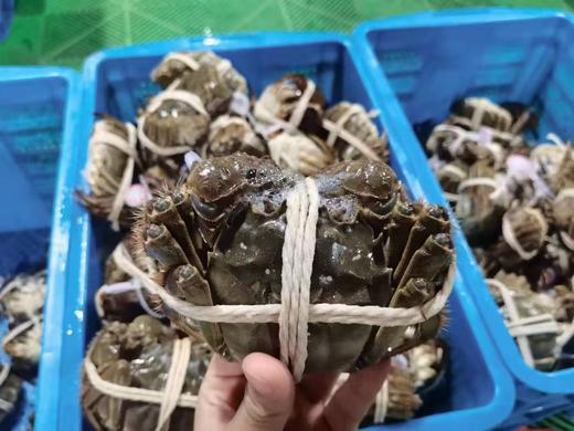 南大农人自养 正宗阳澄湖螃蟹 商品图4