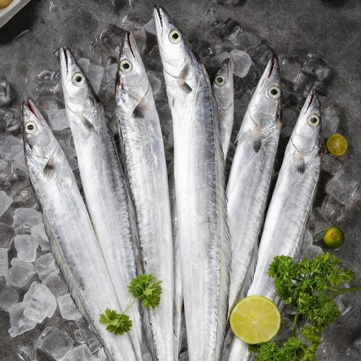 顺丰冷链，正宗舟山雷达网带鱼 细腻油润！深海捕捞！营养高！舟选海鲜 码头直达 纯野生 肉质细腻 商品图1