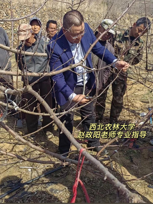 【高海拔生态种植 瑞雪苹果，现摘现发顺丰】不打除草剂 施农家有机肥  一口脆甜爆汁 花香沁心树上熟瑞雪苹果 11000 米以上高山种植 孕妇孩子放心吃！ 商品图9