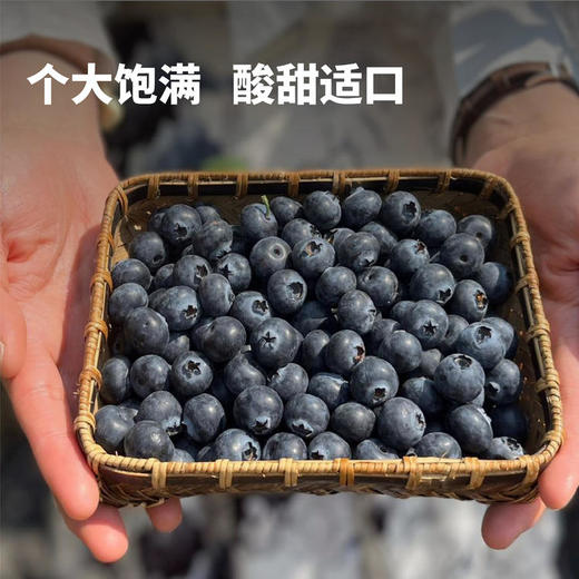 【今年最后一团】森即云南花香蓝莓 | 果肉紧实饱满、入口爆汁、富含花青素、酸甜适口、多种规格选择 商品图1