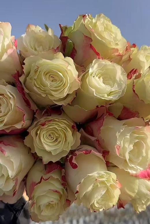 肯尼亚进口玫瑰甜蜜地平线Sweet Horizon鲜切花10支（14号发货） 商品图0