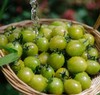 【纯甜翡绿降价啦！】晴甜圣女果 坚持藤上自然熟！拒绝催红，拒绝早摘！ 糖度高达10°+，甜得纯粹！让每一颗都吸饱阳光，攒足糖分！看着绿，吃着不酸，口感好好！ 商品缩略图9