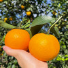 🍊这颗橙子会飙汁！【九月红脐橙】浓郁橙香一咬就爆汁🔥细嫩如果冻，汁水多到能“喝饱”！💦皮薄，淡淡果酸越吃越上瘾 商品缩略图4