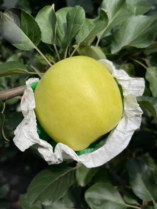 【高海拔生态种植 瑞雪苹果，现摘现发顺丰】不打除草剂 施农家有机肥  一口脆甜爆汁 花香沁心树上熟瑞雪苹果 11000 米以上高山种植 孕妇孩子放心吃！ 商品图4