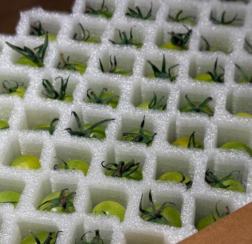 【纯甜翡绿降价啦！】晴甜圣女果 坚持藤上自然熟！拒绝催红，拒绝早摘！ 糖度高达10°+，甜得纯粹！让每一颗都吸饱阳光，攒足糖分！看着绿，吃着不酸，口感好好！ 商品图1