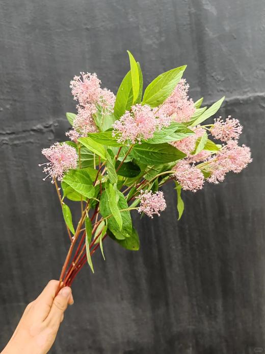 同城甄选精品花材美洲茶1扎 商品图1