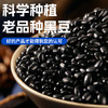 赤川肾型黑豆1.8斤 （ 黑皮无染色可打豆浆原料 五谷杂粮粗粮高蛋白） /粮油调味 /杂粮 /杂豆类 商品缩略图2