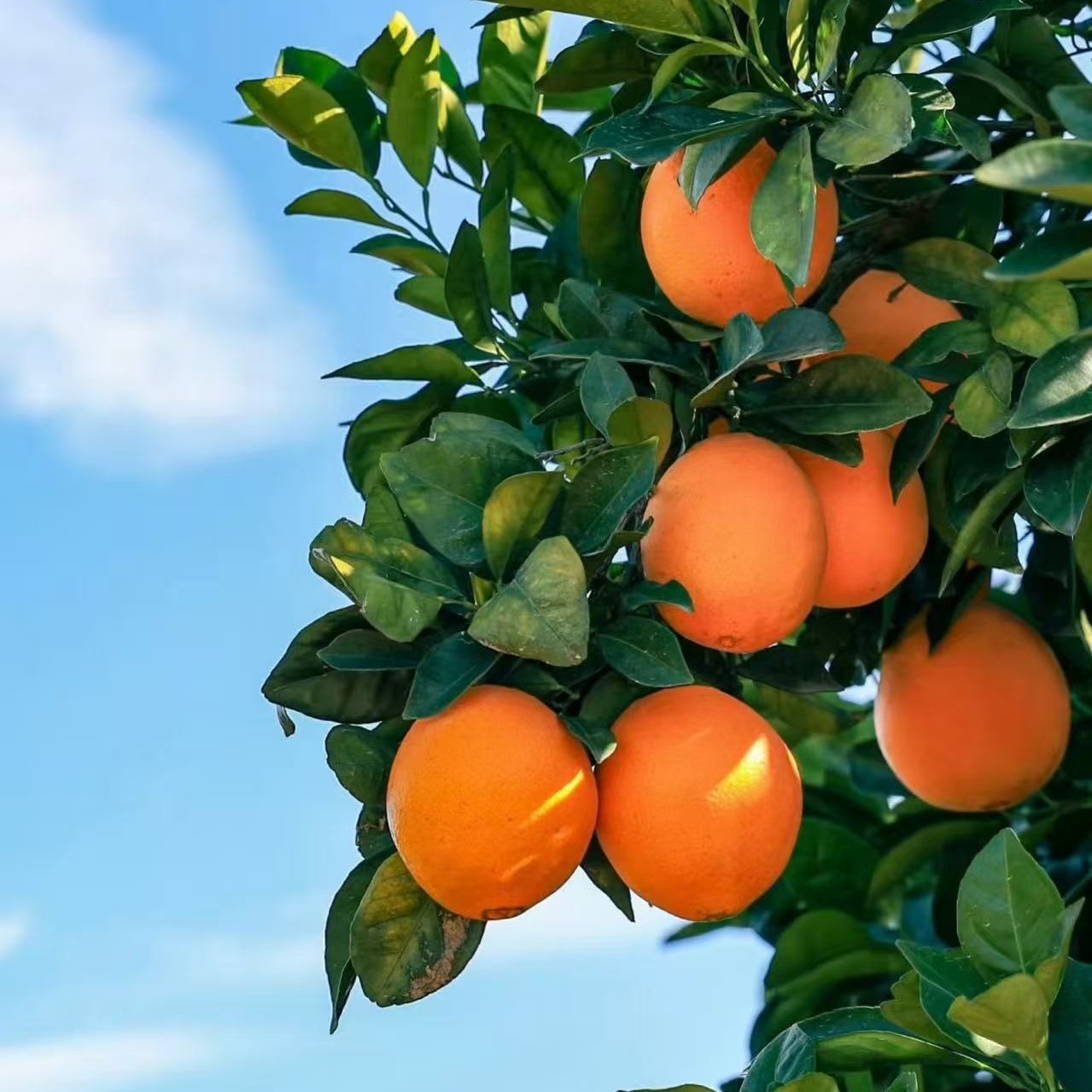 正宗赣南脐橙新鲜现摘现发当季水果