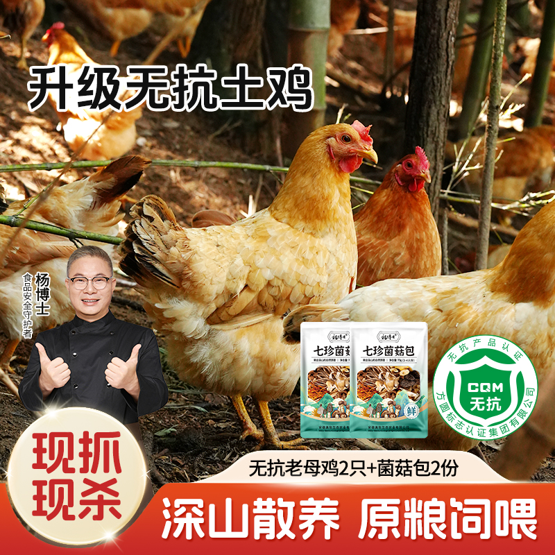 【杨博士自营】无抗老母鸡2只+菌菇包2份  深山散养 原粮饲喂