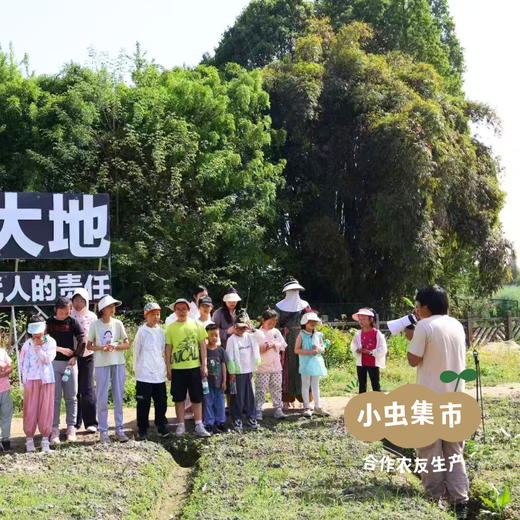 开江有机豆笋（豆杆） 500g/袋 | 合作农友生产，来自四川开江，生产者：原乡有机农场 *【公平贸易农人定价】 商品图14