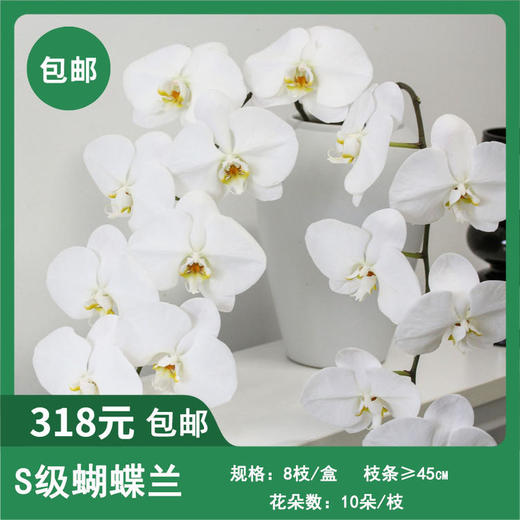 【蝴蝶兰】 商品图0