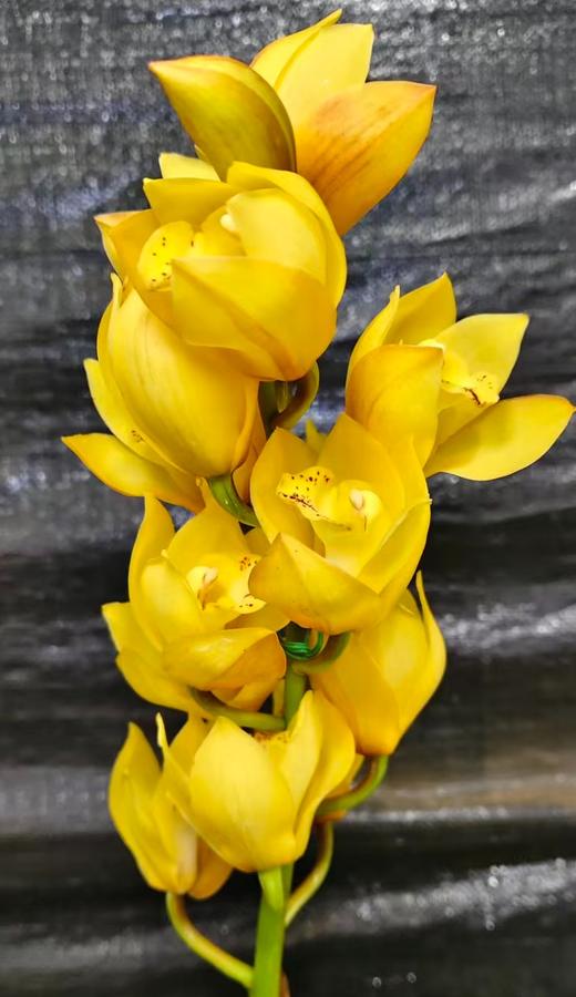 大花蕙兰 | 1440 商品图0