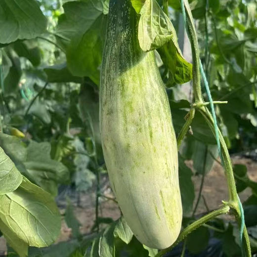 山东羊角蜜甜瓜，瓜肉酥脆爽口，咬下满嘴清甜，蜜香浓郁爆汁！ 商品图3