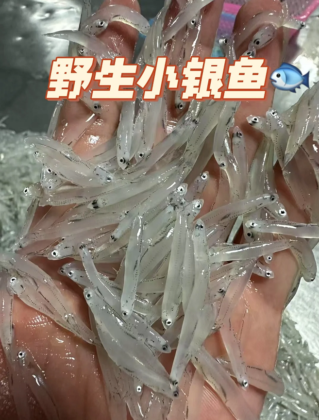 &  本港小银鱼🐠无刺无骨‼煎蛋必备补钙好选择，孩子健康成长首选活冻