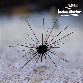 长刺海胆