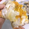 南大农人自养 正宗阳澄湖螃蟹 商品缩略图2