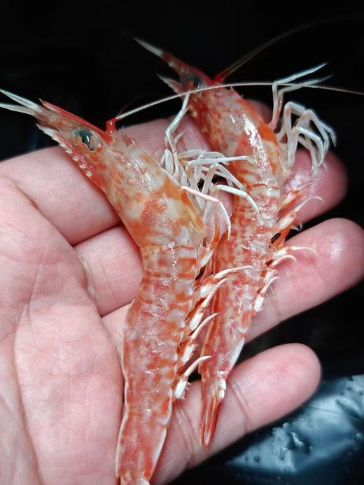 xm{清明踏青价！！仅剩30箱!!超级靓货，超级便宜！！}刚出水的深海樱花虾，每一只都是精挑品质 饱满鲜甜，低脂健康，老少皆宜的海中美味鲜活冻顺丰锁鲜直达 商品图6