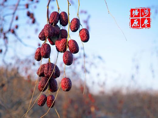 【新疆塔河原枣】不用化肥催长不打膨大剂 挂枝180天 自然风干 吃完嘴里不发黏，回味满是甘甜 商品图1