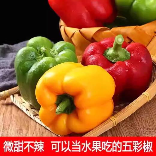 山东寿光五彩椒新鲜直达，脆甜多汁，红黄绿三色入菜点亮餐桌！ 商品图6