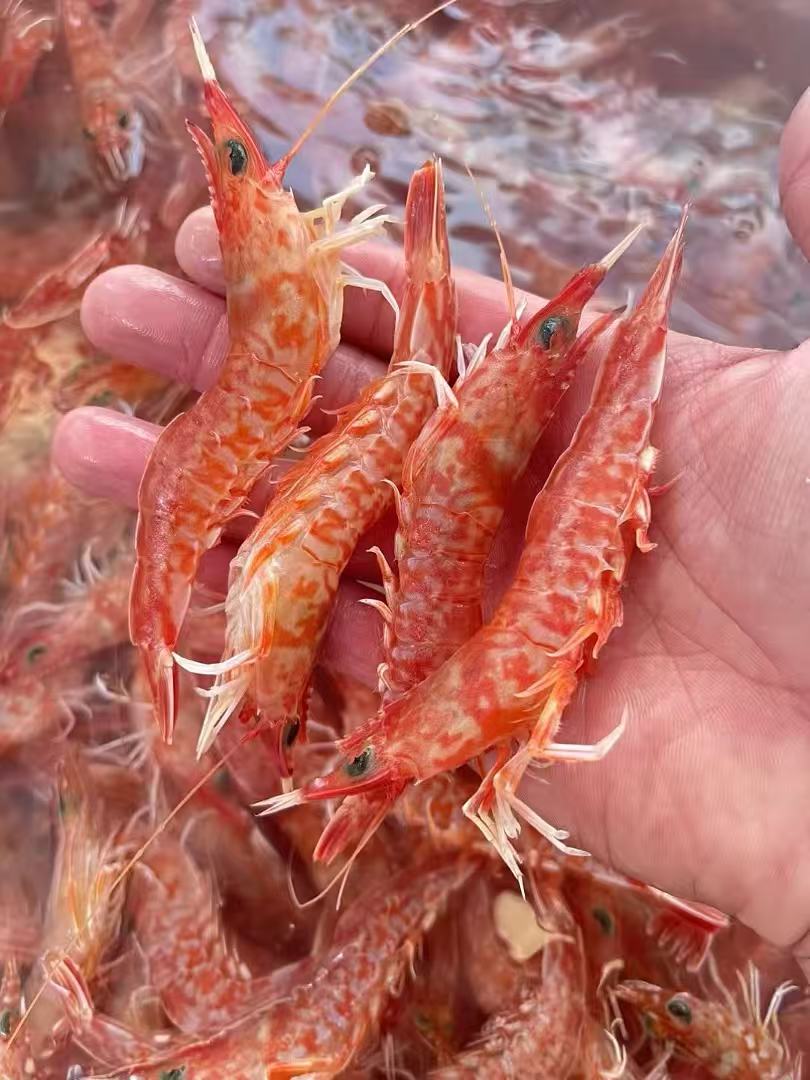 xm网红爆款海虾🔥必买！必买！必买！「深海樱花虾」饱满鲜甜，低脂健康，老少皆宜的海中美味鲜活冻顺丰锁鲜直达