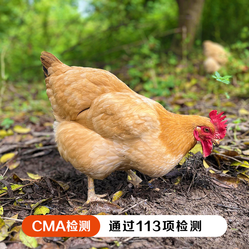 【生态放养】伙计有®土鸡十八 三黄项鸡2.2-2.5斤