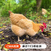 【生态放养】伙计有®土鸡十八 三黄项鸡2.2-2.5斤 商品缩略图0