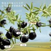 福东海 精选大金桶 黑枸杞520克【特大牛头果】礼盒 青海柴达木黑枸杞花青素泡水养生茶饮10克*52袋 商品缩略图3
